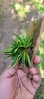 Dryadella Zebrina "Touceicinhas" - loja online