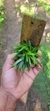 Dryadella Zebrina "Touceicinhas" - comprar online