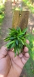 Imagem do Dryadella Zebrina "Touceicinhas"