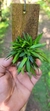Dryadella Zebrina "Touceicinhas" na internet