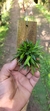Dryadella Zebrina "Touceicinhas" - comprar online