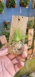 Phymatidium tillandsioides "Recém plantado"