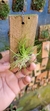 Phymatidium tillandsioides "Recém plantado" - loja online