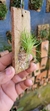 Phymatidium tillandsioides "Recém plantado" - Orquidário Aparecida