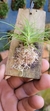 Phymatidium tillandsioides "Recém plantado" na internet