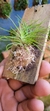Phymatidium tillandsioides "Recém plantado" - comprar online