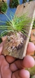 Phymatidium tillandsioides "Recém plantado"