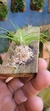 Phymatidium tillandsioides "Recém plantado" - comprar online
