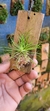 Phymatidium tillandsioides "Recém plantado" - loja online