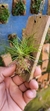 Phymatidium tillandsioides "Recém plantado" - Orquidário Aparecida