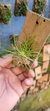 Phymatidium tillandsioides "Recém plantado" na internet
