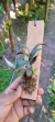 Dendrobium ophioglossum - comprar online