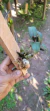 Dendrobium ophioglossum