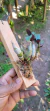 Imagem do Dendrobium ophioglossum
