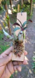 Dendrobium ophioglossum - loja online