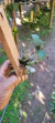 Dendrobium ophioglossum - comprar online
