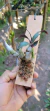 Imagem do Dendrobium ophioglossum