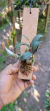 Dendrobium ophioglossum - loja online