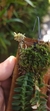 Dichaea pendula na internet