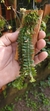 Dichaea pendula - loja online