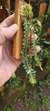 Dichaea pendula - Orquidário Aparecida