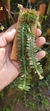 Dichaea pendula - comprar online