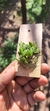 Acianthera bragae - Touceira - comprar online