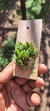 Acianthera bragae - Touceira