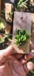 Acianthera bragae - Touceira - comprar online
