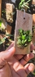 Acianthera bragae - Touceira - loja online