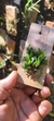 Acianthera bragae - Touceira - Orquidário Aparecida