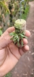 Anathallis aquinoi - Plantada na rolha de cortiça - Orquidário Aparecida