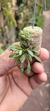 Anathallis aquinoi - Plantada na rolha de cortiça - comprar online