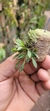 Anathallis aquinoi - Plantada na rolha de cortiça na internet