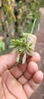 Anathallis aquinoi - Plantada na rolha de cortiça - comprar online