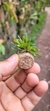Anathallis aquinoi - Plantada na rolha de cortiça