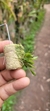 Imagem do Anathallis aquinoi - Plantada na rolha de cortiça