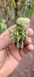 Anathallis aquinoi - Plantada na rolha de cortiça - loja online