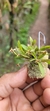 Anathallis aquinoi - Plantada na rolha de cortiça