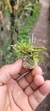 Anathallis aquinoi - Plantada na rolha de cortiça - Orquidário Aparecida