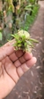 Anathallis aquinoi - Plantada na rolha de cortiça na internet