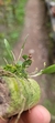 Anathallis modesta