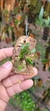 Pabstiella bradei variedade flava - Orquidário Aparecida