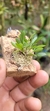 Pabstiella língua (G)