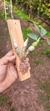 Dendrobium capituliflorum na internet