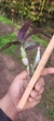 Imagem do Dendrobium capituliflorum