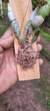 Dendrobium capituliflorum - comprar online