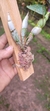 Dendrobium capituliflorum na internet