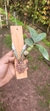 Imagem do Dendrobium capituliflorum