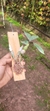 Dendrobium capituliflorum - loja online